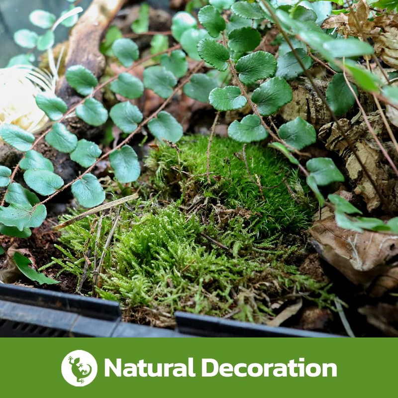 Swell Reptiles Live Green Moss for Vivarium and Terrarium Enclosure