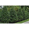 "Nellie R Stevens Holly - Healthy Plants – Potted Plant