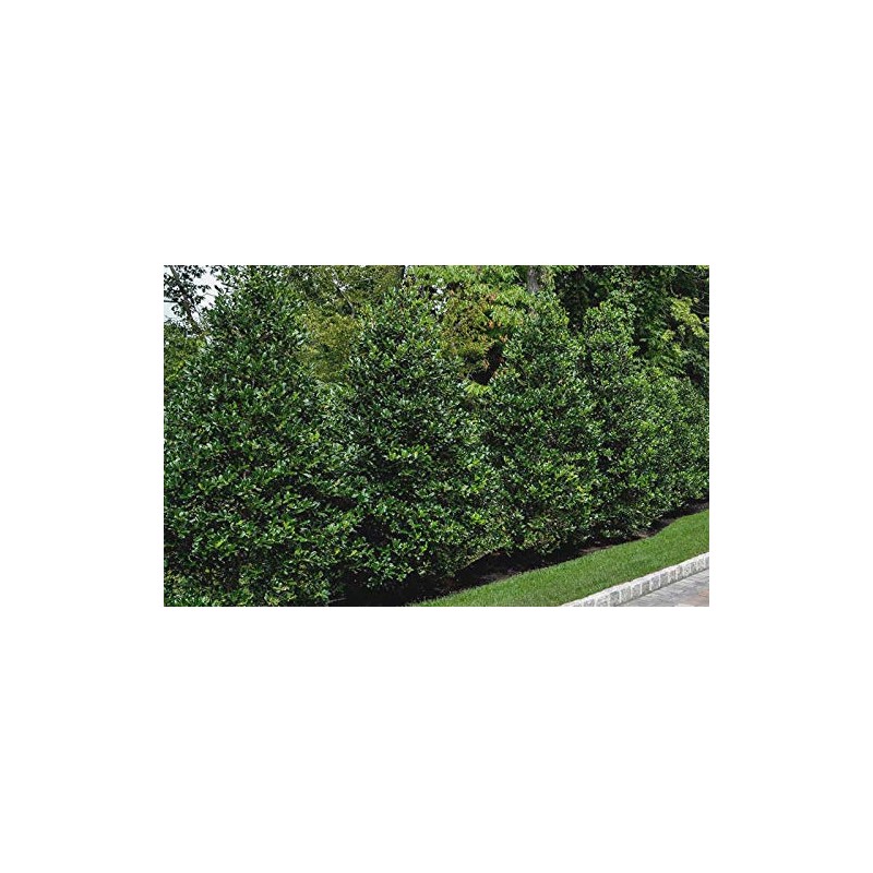 "Nellie R Stevens Holly - Healthy Plants – Potted Plant
