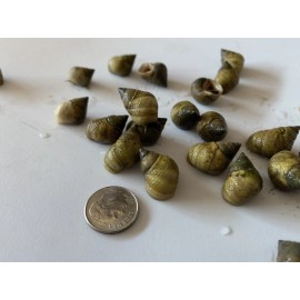 25 Live Saltwater Periwinkle Snails For Aquarium Fish Tank Filter Algae Detritus
