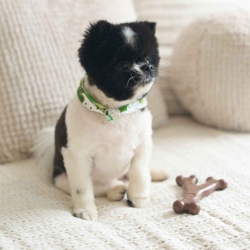 SPOT Bam-Bones Wishbone - Made with Strong Bamboo Fiber, Durable