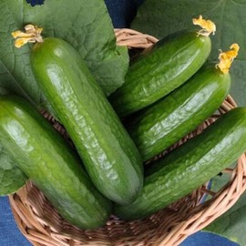 KIRA SEEDS - Seeds Indoor Cucumber Market - Self-Pollinated - Heirloom Vegetable - GMO Free