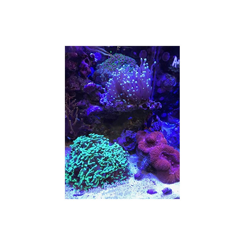 Renew, 100 mL bagged