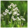 Everwilde Farms - 250 Northern Bedstraw Native Wildflower Seeds -