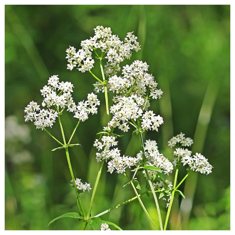 Everwilde Farms - 250 Northern Bedstraw Native Wildflower Seeds -