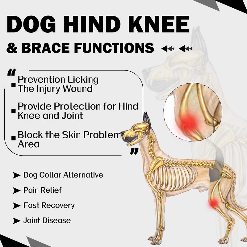 ROZKITCH Dog Pants to Prevent Licking for Rear Right Left