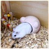 LuckyOpt Ceramic Hamster House, Cute Animal Shaped Hamster Cave, Summer
