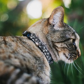 Collar de gato Breakaway Nightmare Before Christmas Jack Scary Teddy Killer Duck2 de 8 a 12 pulgadas de ancho
