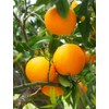 Orange Seeds for Planting 40 Pcs