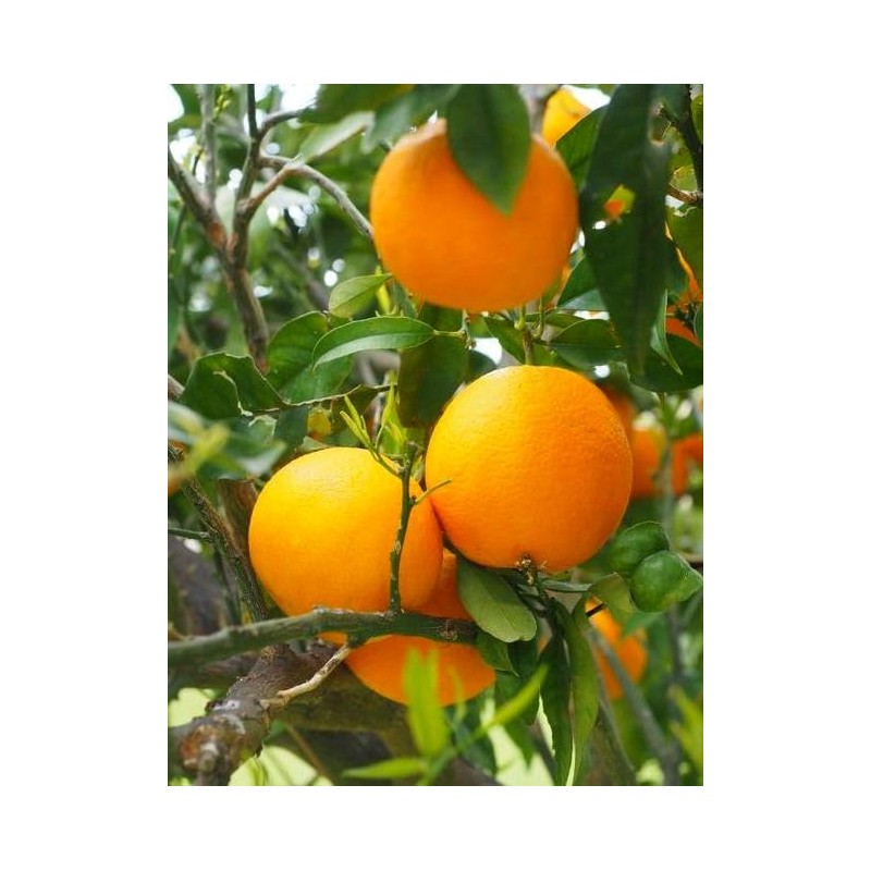Orange Seeds for Planting 40 Pcs