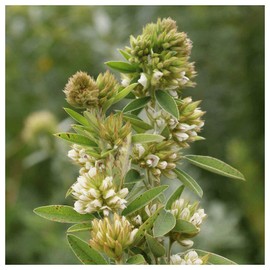 Everwilde Farms - 1 Oz Round-Headed Bush Clover Native Wildflower Seeds - Gold Vault