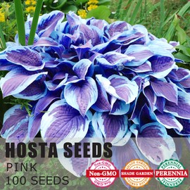 PLATAGO Hosta Seeds Non-GMO Perennial Hosta Seeds for Planting Outdoor Gardens Shade Low Maintenance - Dark Blue Hosta Seeds 200Pcs
