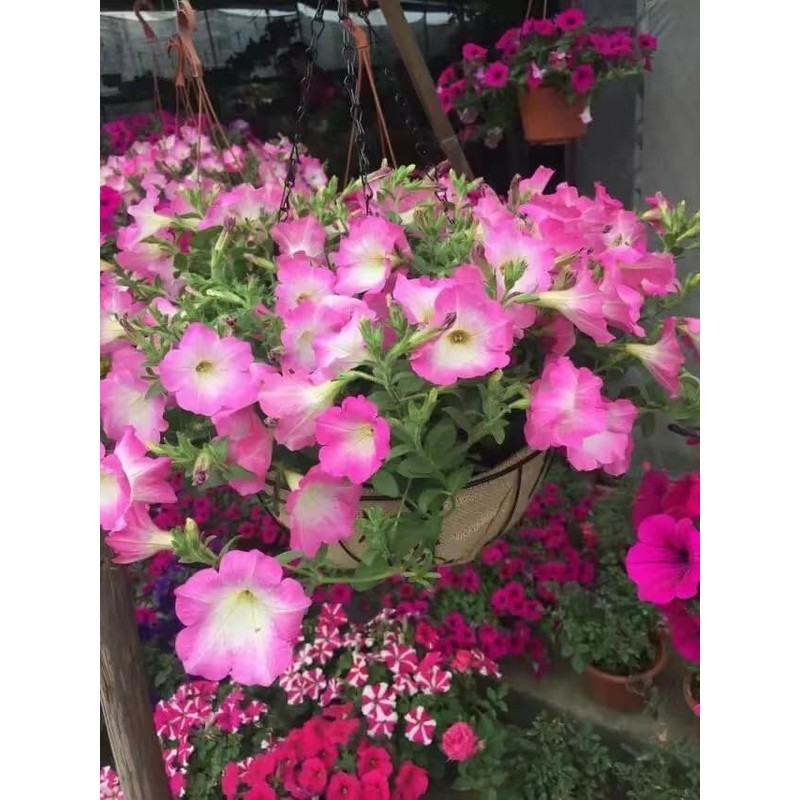 Pre-Formed Replacement Semi-Circle Hanging Basket Coco Liner for Planter (18-Inch