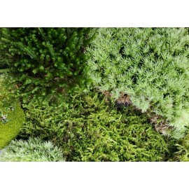 Unbranded Large Live Moss Assortment for Terrarium Vivarium Fairy Garden 9"x12" Bag