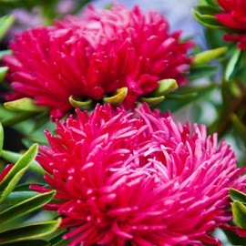 Outsidepride 2000 Seeds Annual Callistephus Scarlet Tall Paeony Duchess Aster Flower Seeds for Planting