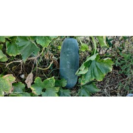 My Seeds 30 Wax Gourd / Ash Gourd Seeds / Bí Đao  for 2025 season . US seller