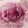 GP CLUB Jmella Sparkling Rose Hair Treatment, 500ml