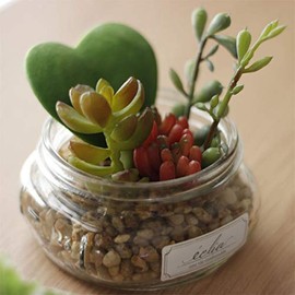 Kishima KH-61137 Eklia Deodorizing Artificial Green