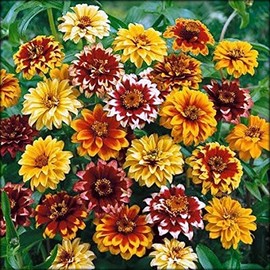 1500 Persian Carpet Mix Zinnia Seeds for Planting Mexican Zinnia 3+ Gram of Seeds Non GMO Heirloom USA Harvested pollinator bee Butterfly