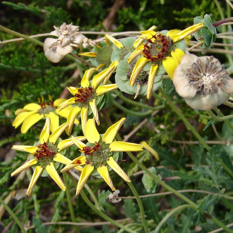 Outsidepride Chocolate Flower - 50 Seeds