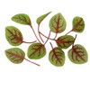 Fresh Origins Micro Greens Hearts On Fire, Pack of 4,