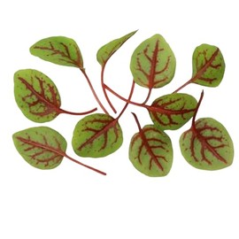Fresh Origins Micro Greens Hearts On Fire, Pack of 4, 4 oz Each, Citrusy Refreshing Flavor, Hand-Picked Gourmet Microgreens