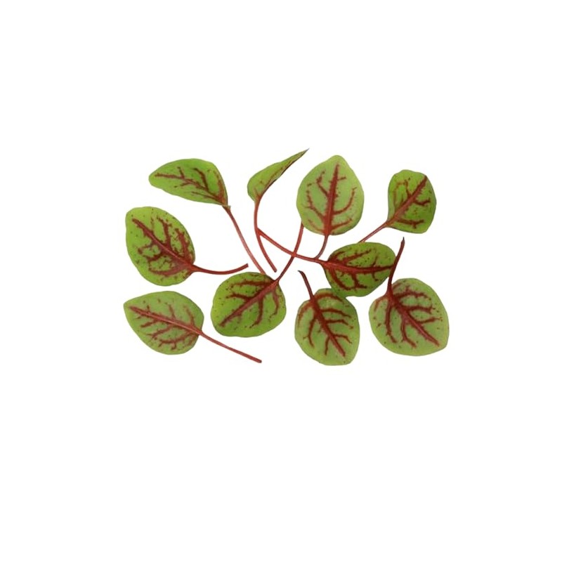 Fresh Origins Micro Greens Hearts On Fire, Pack of 4,