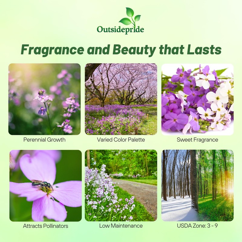 Outsidepride Dame's Rocket Flower Seeds - 5000 Pcs Perennial, Easy