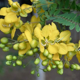 Outsidepride Partridge Pea - 1000 Seeds