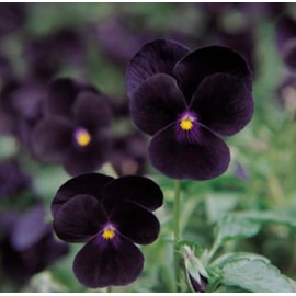 Viola Sorbet Black Delight Annual Seeds