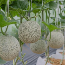 Back To Nature Seed Company Honey Rock Melon - Cantaloupe Seeds - Organic Seeds - Heirloom Seeds - 25 Seeds