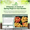 Outsidepride Primlet Sunrise Common Primrose Seeds - 20 Pcs Annual,