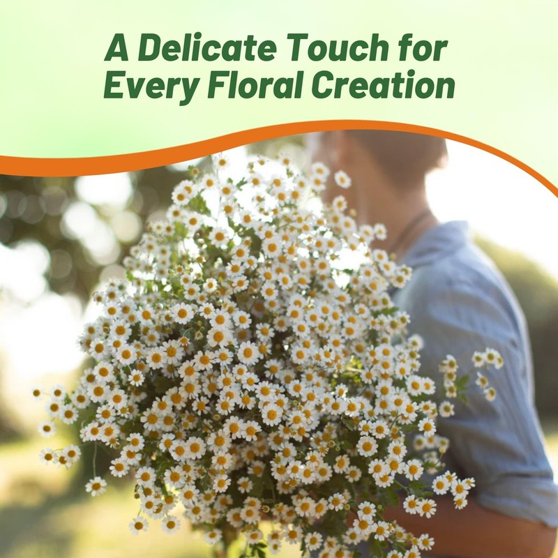 Outsidepride Feverfew Chrysanthemum Seeds - 10000 Pcs. Perennial, Drought Tolerant