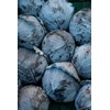 Viridis Hortus - Cabbage Red Drumhead (400) (1.33g's) Vegetable Seeds