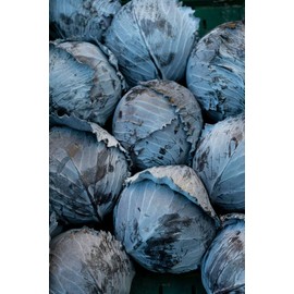 Viridis Hortus - Cabbage Red Drumhead (400) (1.33g's) Vegetable Seeds