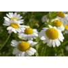 Seeds4planting - Seeds German Chamomile Non GMO Heirloom 2500 Seeds