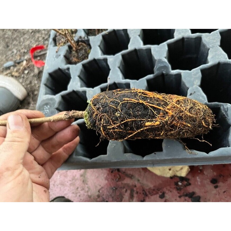 Bountiful Garden Nursery Pakistan Long Mulberry Tree - Live Plant