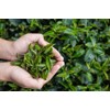 CENVEL® Super Opa Loose Whole Leaf Black Tea | Exclusive