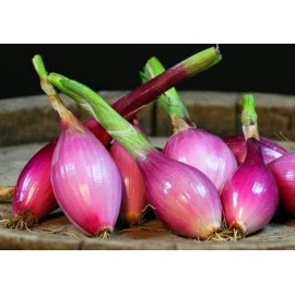 Sunshine Seeds Red Torpedo Onion Seeds (100) / ORGANIC / FLORIDA GROWN / INDETERMINATE