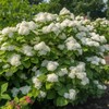 Shrub 2 Chicago Lustre Viburnum Shrubs - 10-18" Tall Seedlings,