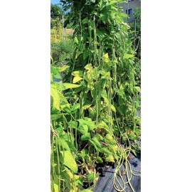 TomorrowSeeds - You Fong Wong Yard Long Bean Seeds - 30+ Count Packet - for 2025 Black Seeded USA Asparagus Green String Bean Cowpea Chinese Asian