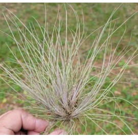 Tillandsia Bromeliad Bartramii purple. Air plant