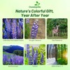 Outsidepride Wild Blue Perennial Lupine Seeds - 500 Pcs. Self-Sowing,