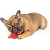 Pet Qwerks Blinky Babble Ball - Flashing Interactive Chew Dog