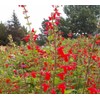 250 Red Scarlet Salvia Sage Flower Seeds Coccinea Blood Texas