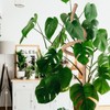 Mcbazel 63 Inch Moss Pole for Plants Monstera, Monstera Plant