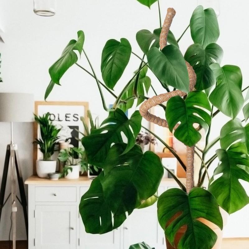 Mcbazel 63 Inch Moss Pole for Plants Monstera, Monstera Plant