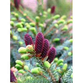 Howells Tigertail Spruce 1 - Year Live Plant
