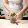 Gyfofix 5 Pack 5.5 Inch Clear Plastic Orchid Pots with