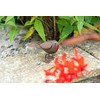 MAISONICA Metal Standing Robin Redbreast Distressed Lifelike Beautiful Garden Ornament